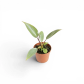 Philodendron atabapoense als Baby-Pflanze im Kulturtopf.