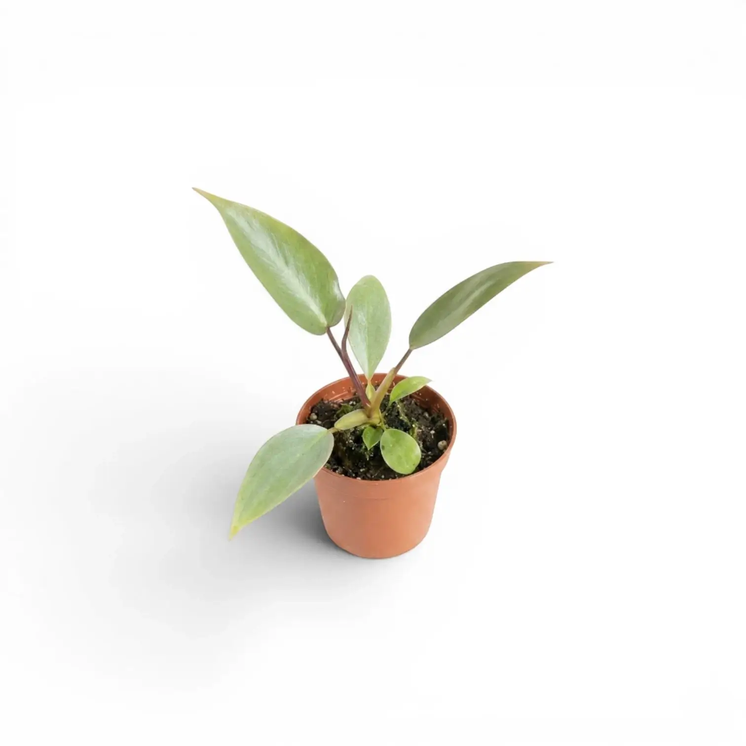 Philodendron atabapoense als Baby-Pflanze im Kulturtopf.
