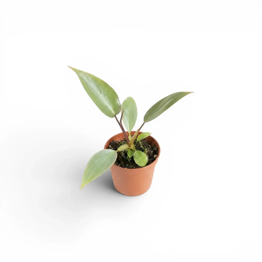 Philodendron atabapoense baby plant in a nursery pot.