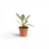 Philodendron atabapoense als Baby-Pflanze im Kulturtopf.