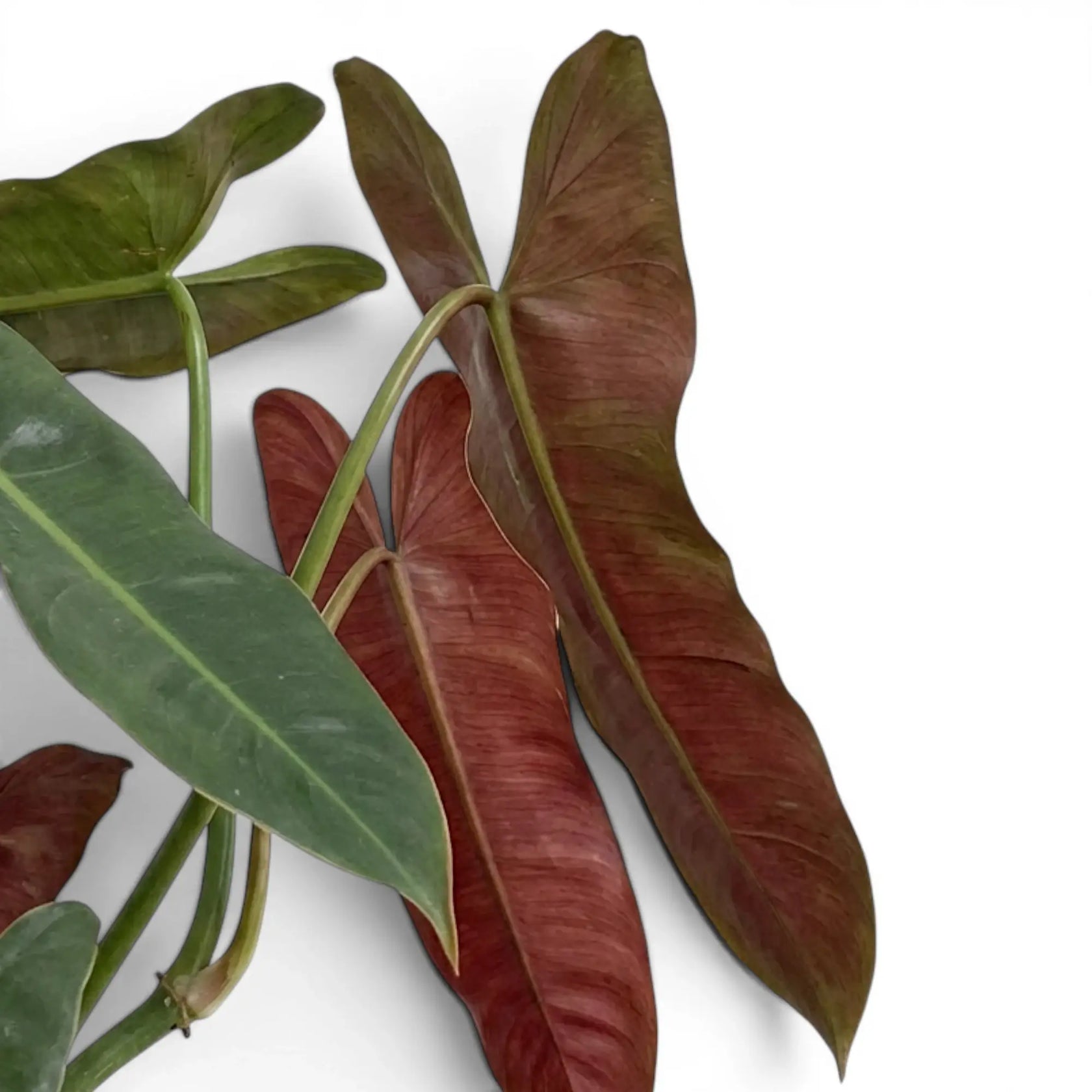Blätter von Philodendron atabapoense in Nahaufnahme.