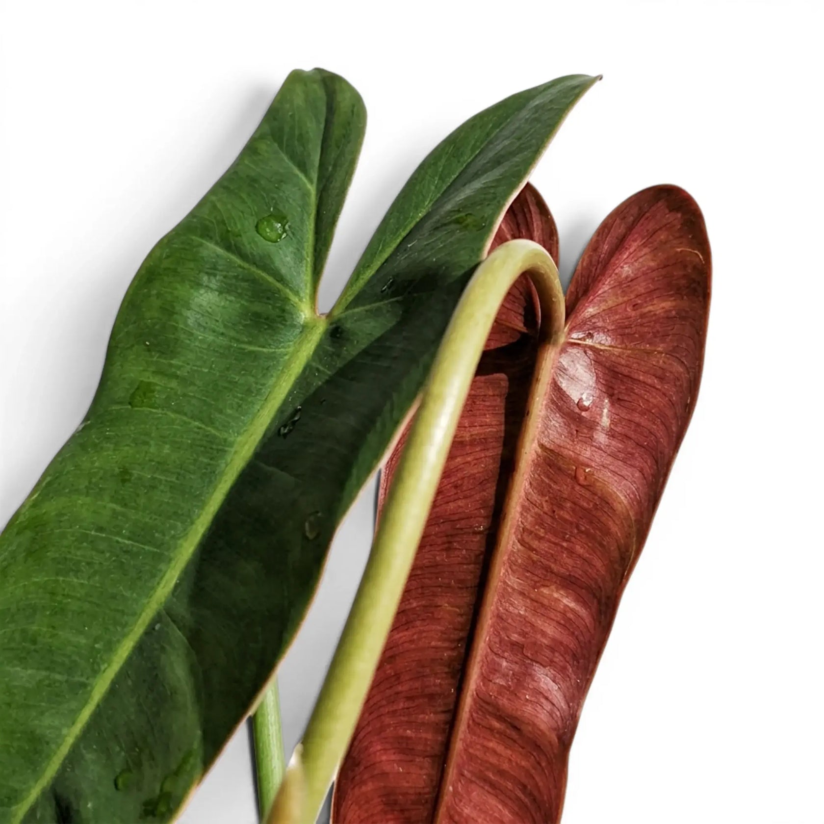 Blätter von Philodendron atabapoense in Nahaufnahme.