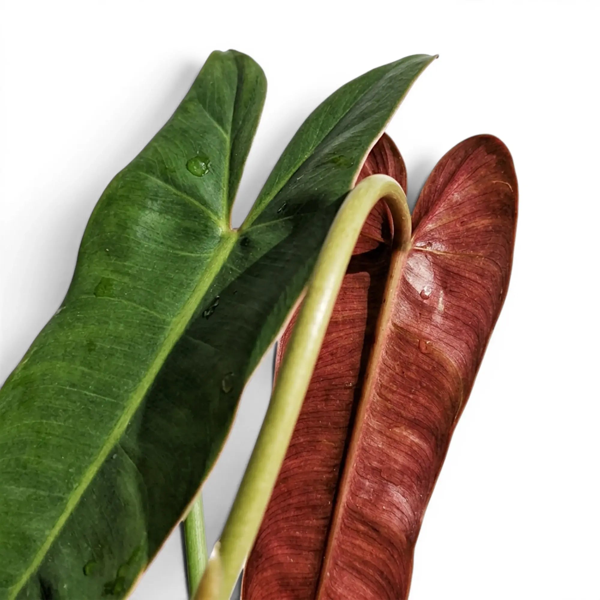 Close-up of Philodendron atabapoense leaves.
