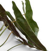 Blätter von Philodendron atabapoense in Nahaufnahme.
