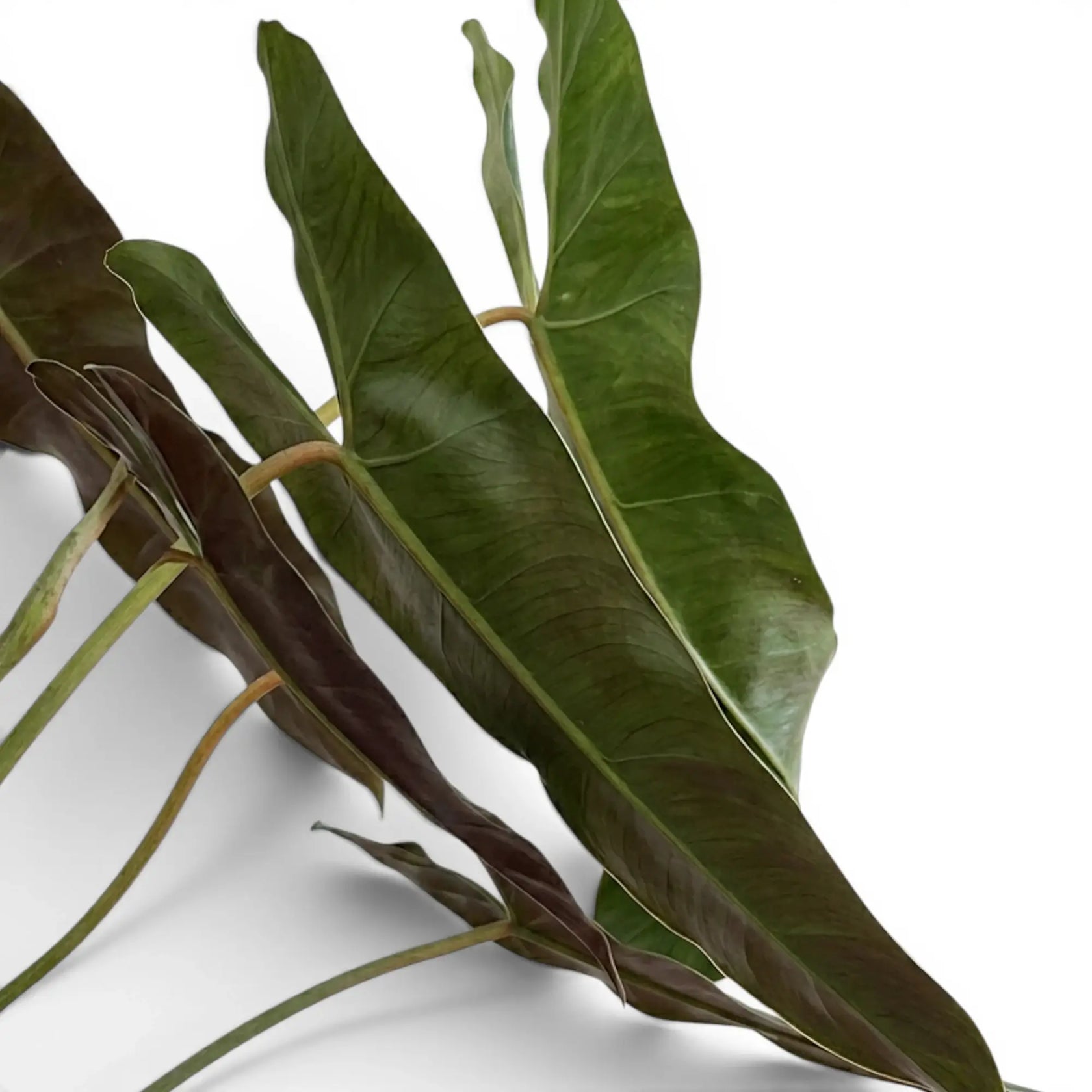 Blätter von Philodendron atabapoense in Nahaufnahme.