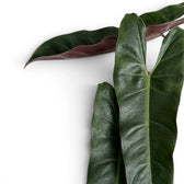 Blätter von Philodendron atabapoense in Nahaufnahme.