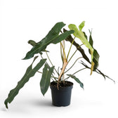 Große Pflanze von Philodendron atabapoense.