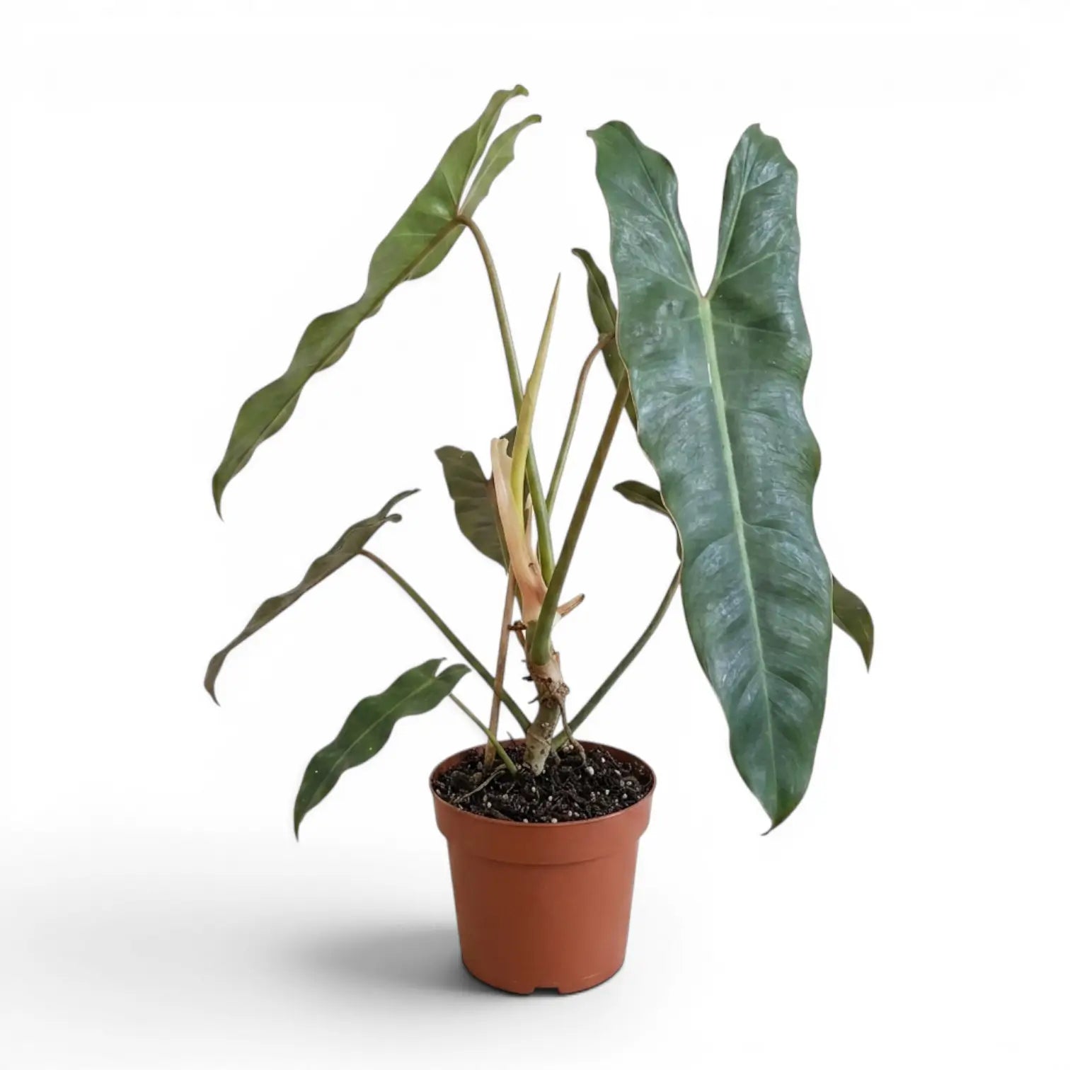 Große Pflanze von Philodendron atabapoense.