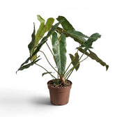 Große Pflanze von Philodendron atabapoense.