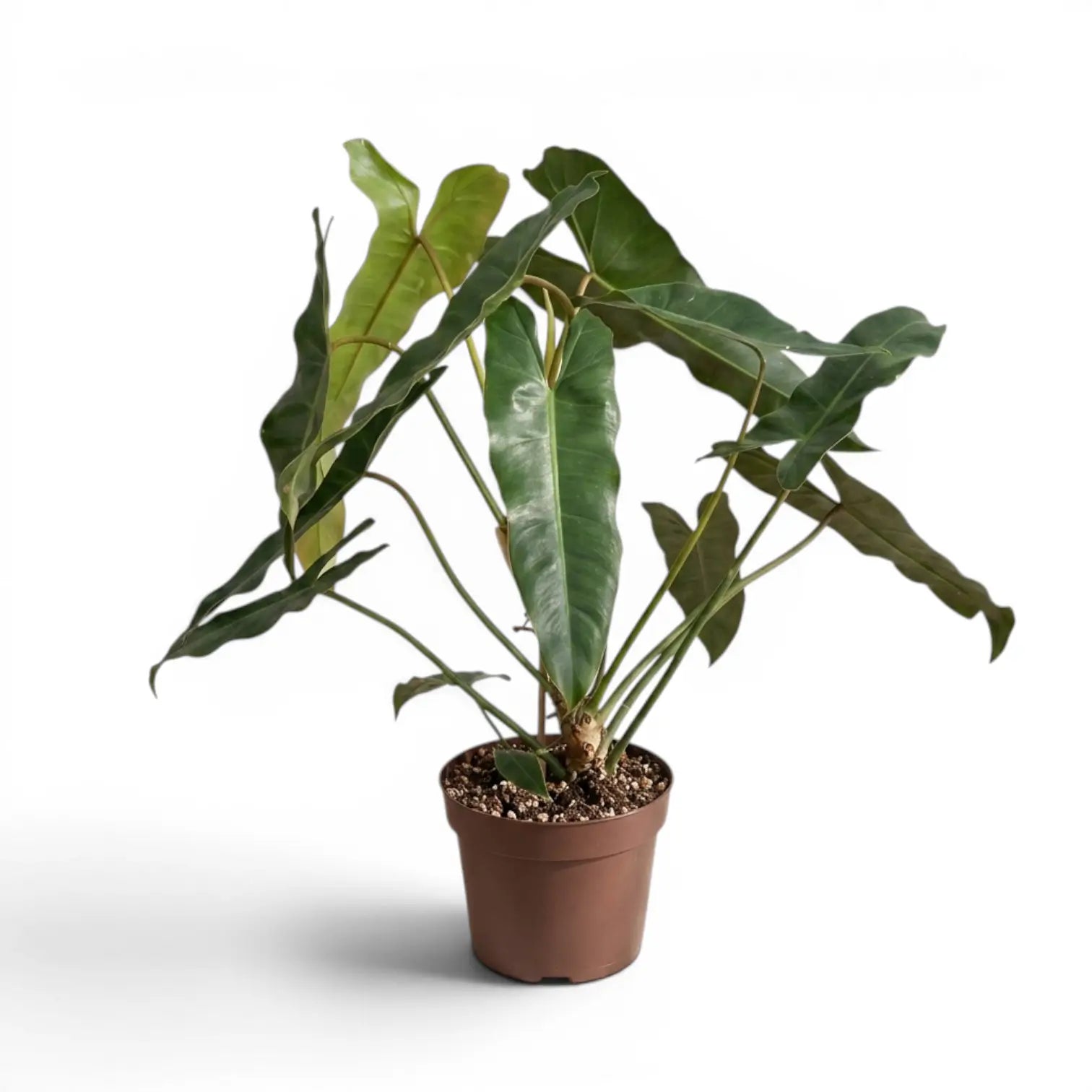 Große Pflanze von Philodendron atabapoense.