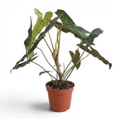 Große Pflanze von Philodendron atabapoense.