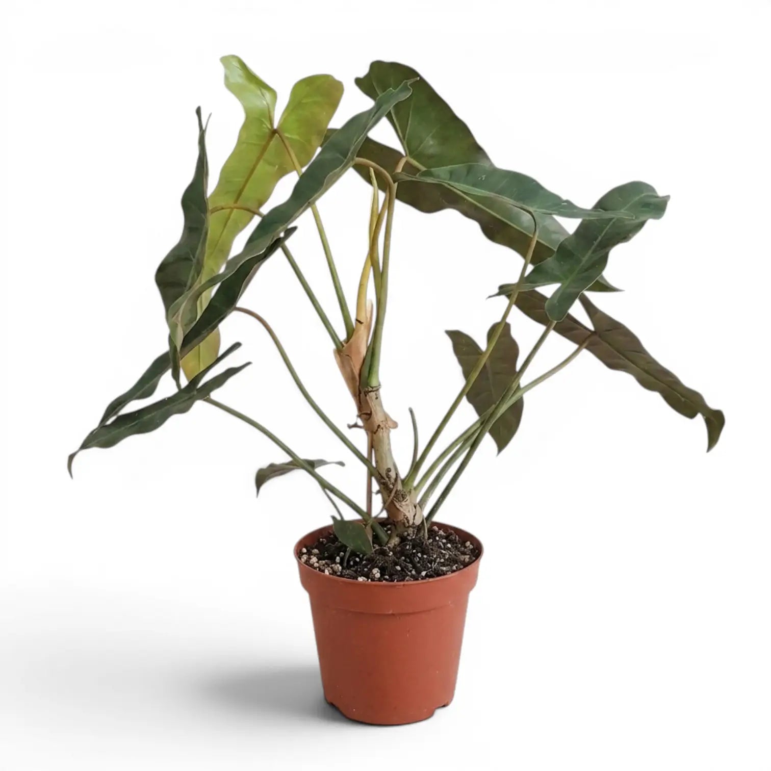 Große Pflanze von Philodendron atabapoense.