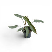 Philodendron atabapoense im Kulturtopf.