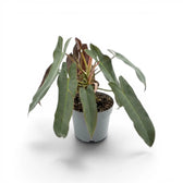 Philodendron atabapoense im Kulturtopf.