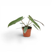 Philodendron atabapoense im Kulturtopf.
