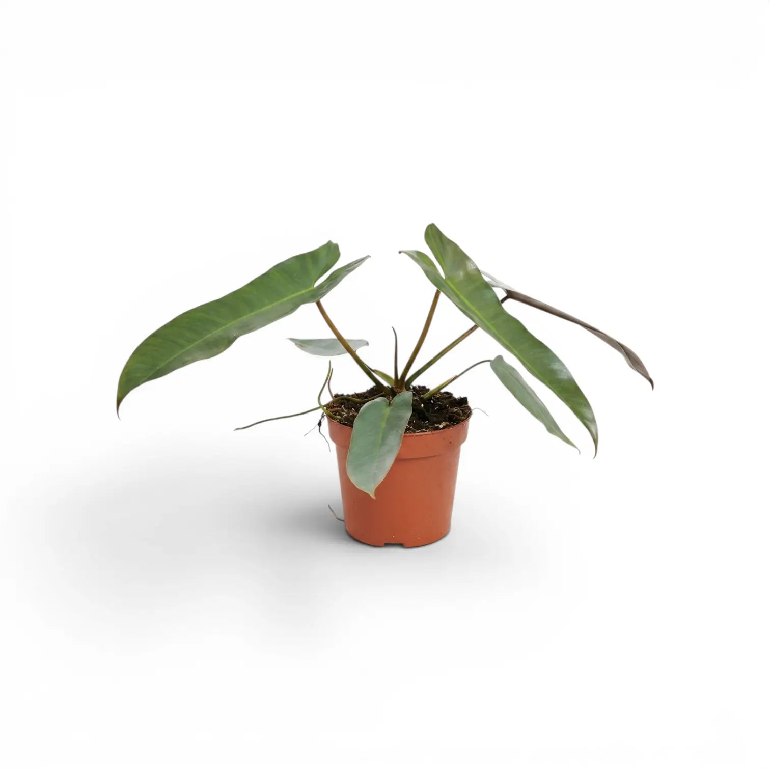 Philodendron atabapoense im Kulturtopf.