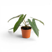 Philodendron atabapoense im Kulturtopf.