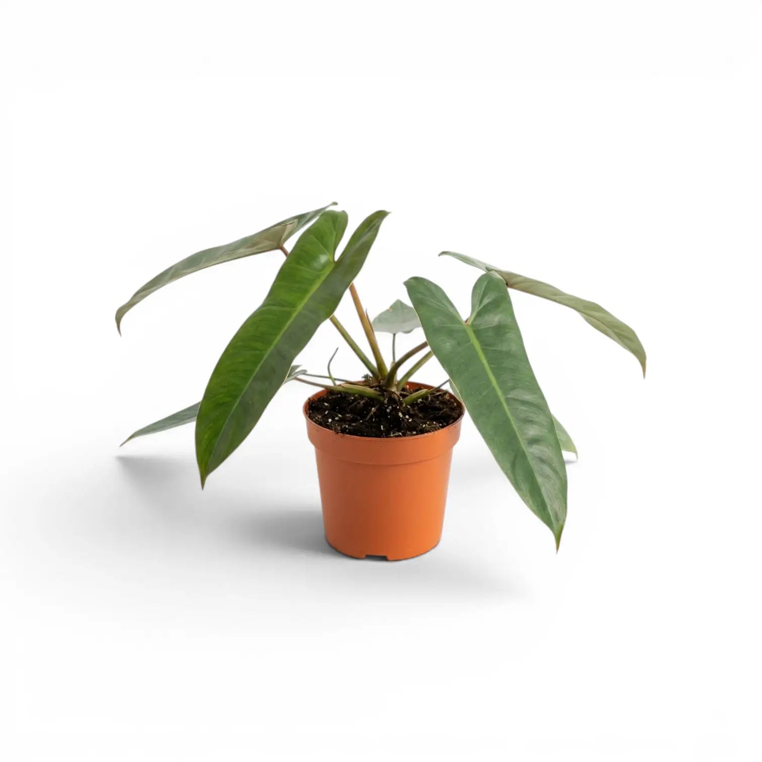 Philodendron atabapoense im Kulturtopf.