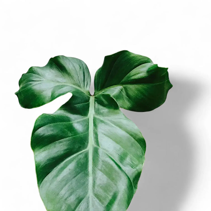 Philodendron barrosoanum leaf detail on white background.
