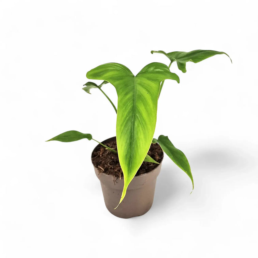 Philodendron barrosoanum potted plant in nursery pot on white background.