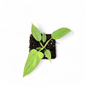 philodendron barrosoanum 5 Philodendron barrosoanum – Broad Tri-Lobed Jungle Philodendron