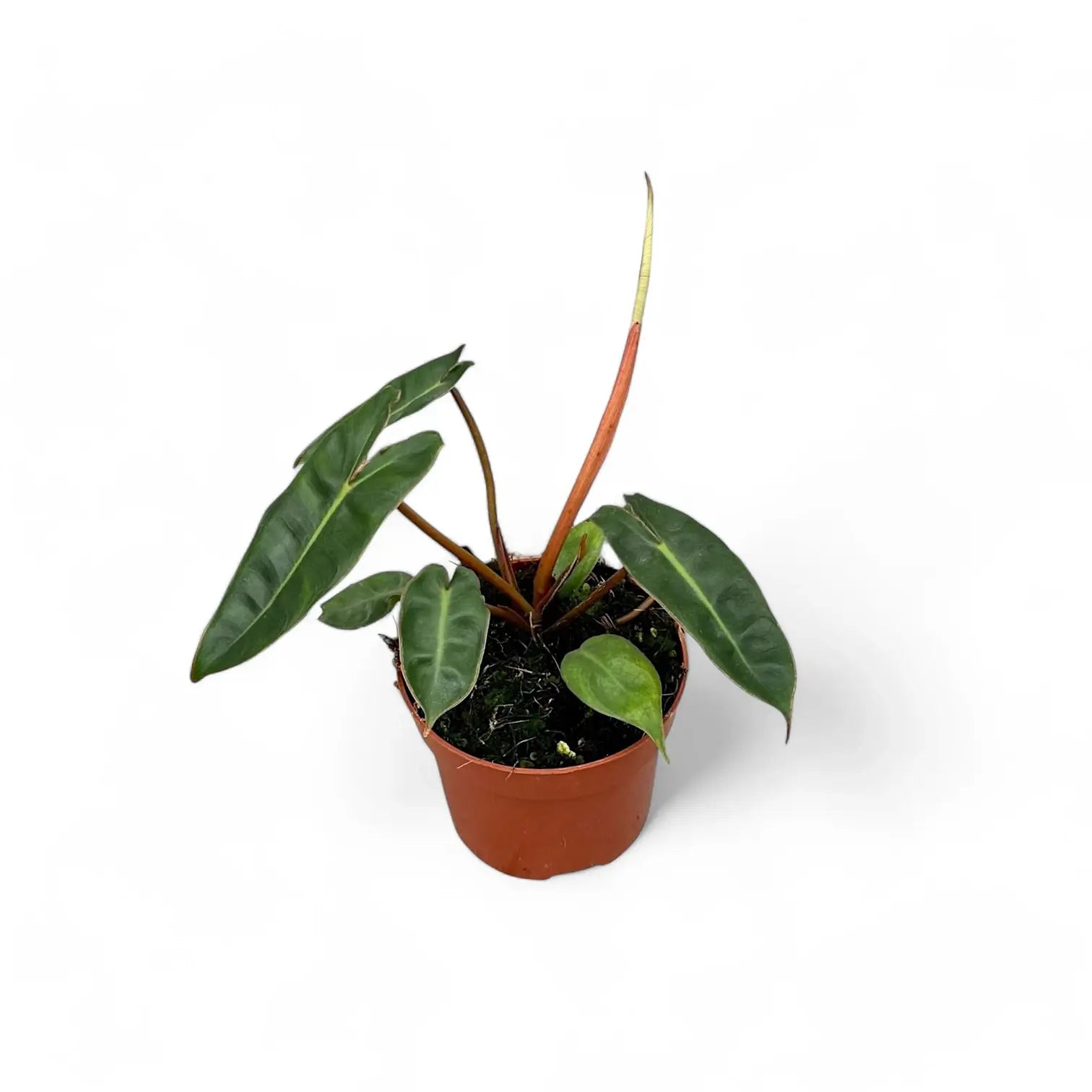 Philodendron billietiae potted plant in nursery pot on white background.