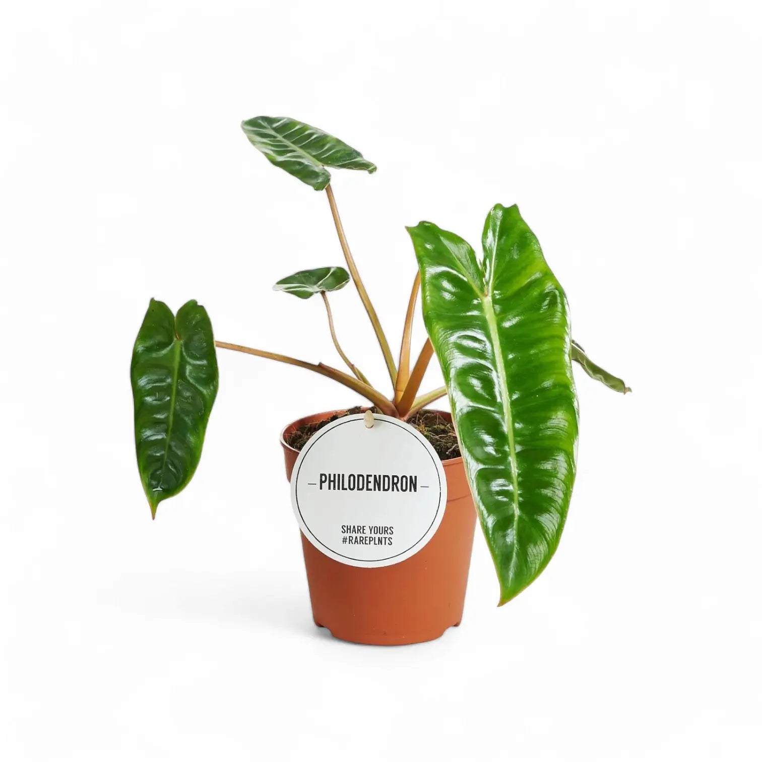 Philodendron billietiae potted plant in nursery pot on white background.