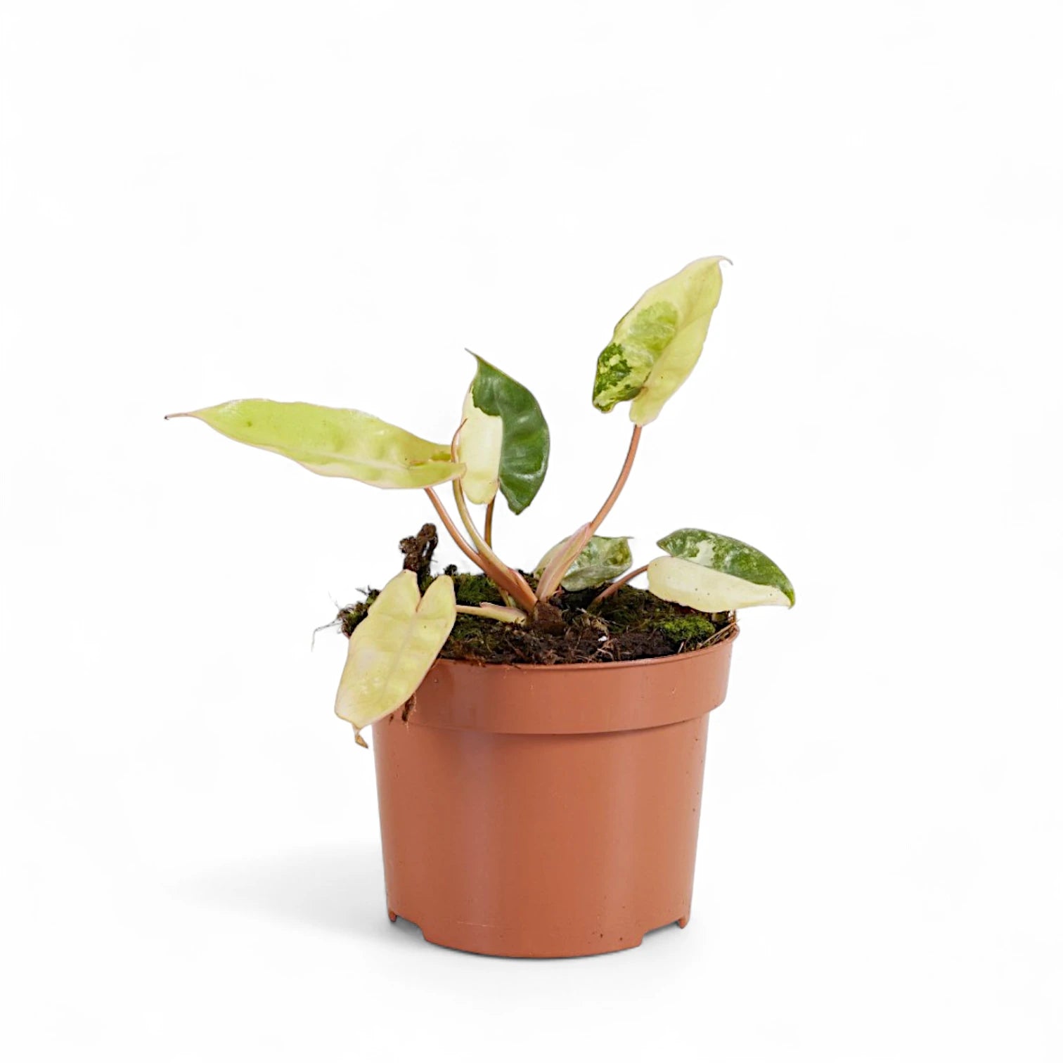 Philodendron billietiae variegata – Tricolour Billietiae Climber