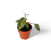 Philodendron billietiae x atabapoense Zimmerpflanze im Anzuchttopf vor weißem Hintergrund, Produktfoto 2.