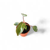 philodendron atabapoense x billietiae Philodendron billietiae × atabapoense – Sculptural Hybrid