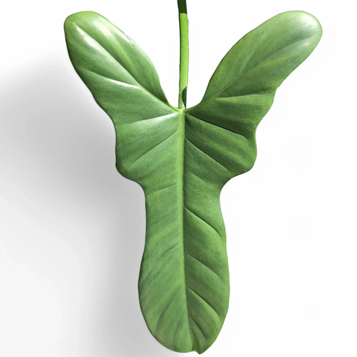 philodendron bipennifolium panda plant Philodendron bipennifolium – Classic Horsehead Philodendron