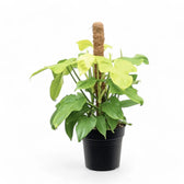 Philodendron bipennifolium 'Golden violin' potted plant in nursery pot on white background.