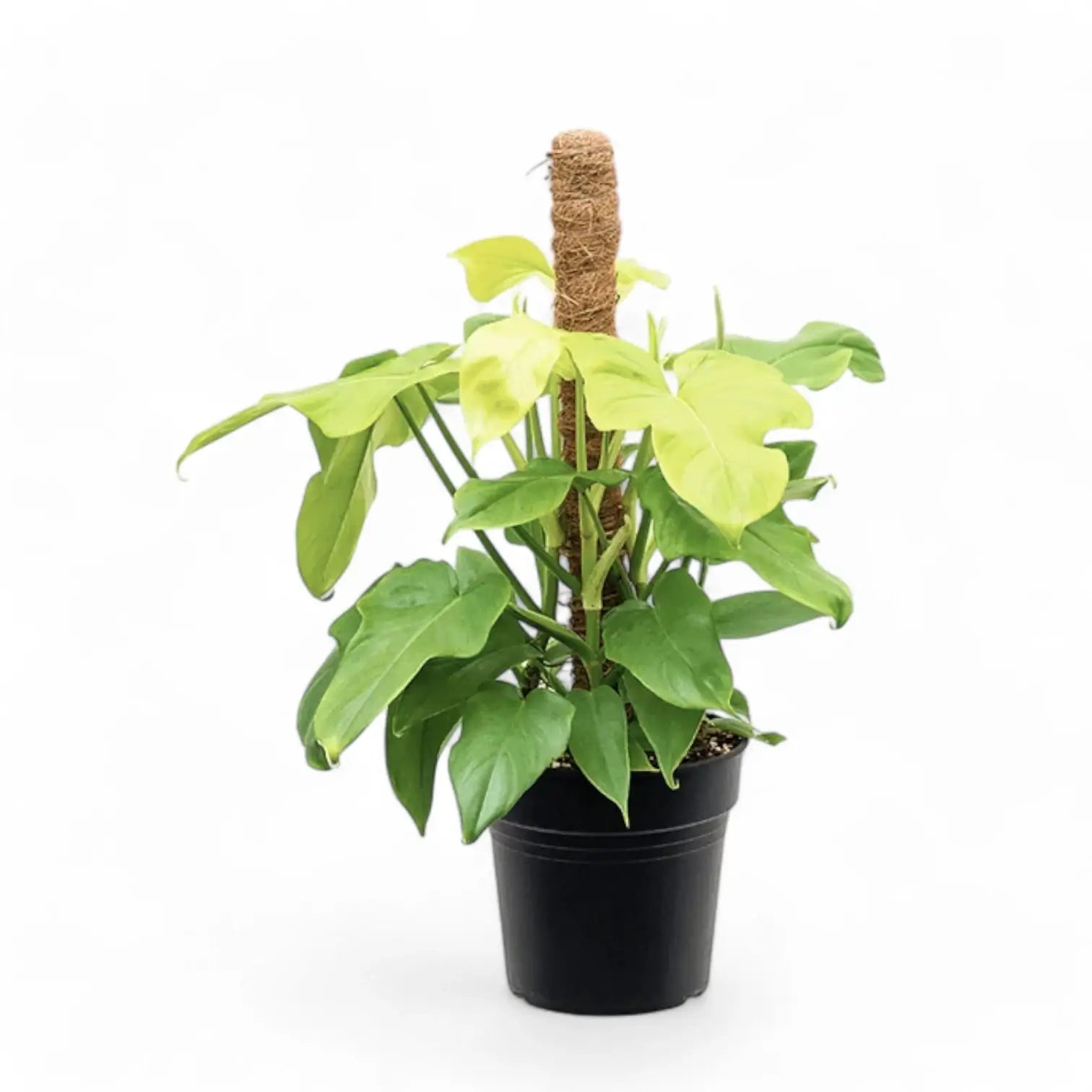Philodendron bipennifolium 'Golden violin' potted plant in nursery pot on white background.