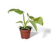 Philodendron bipennifolium 'Golden violin' potted plant in nursery pot on white background.