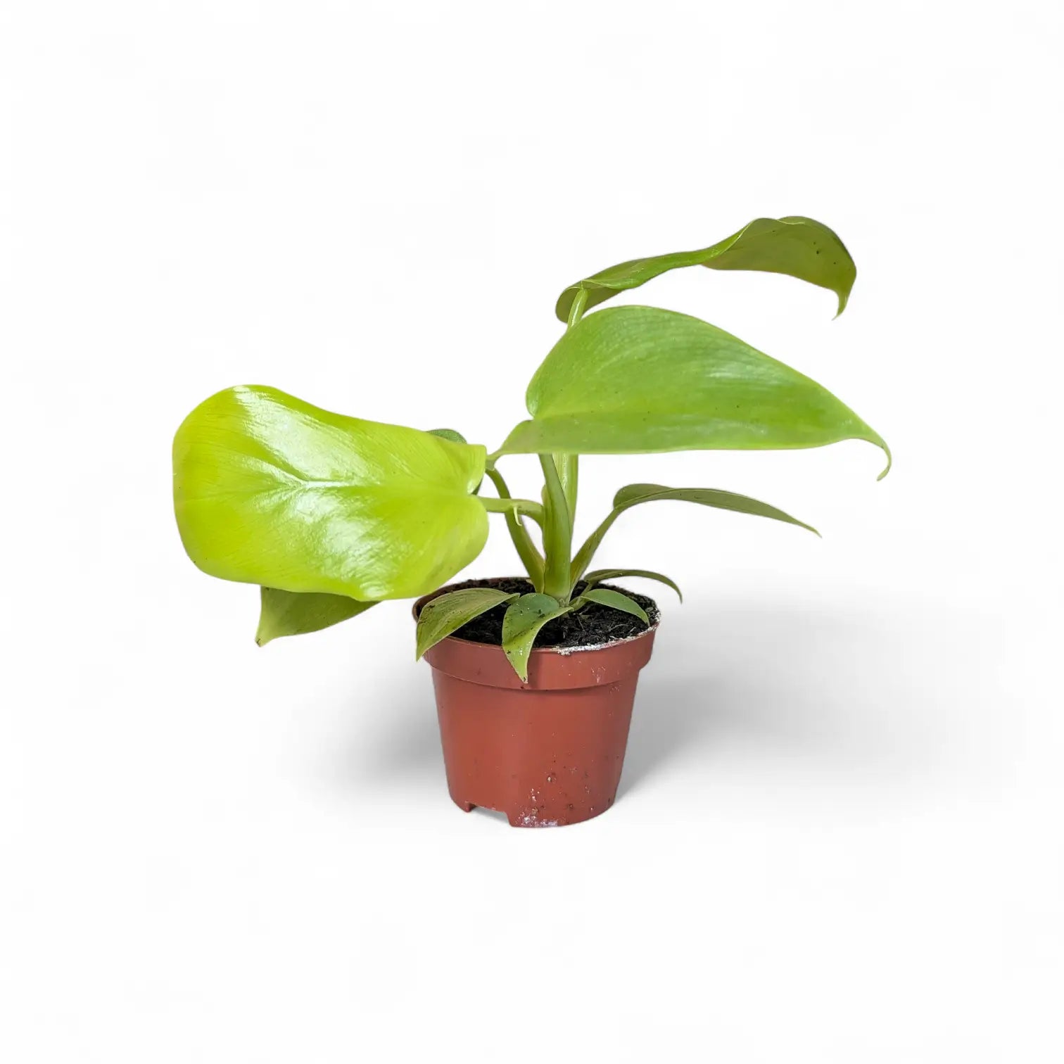 Philodendron bipennifolium 'Golden violin' potted plant in nursery pot on white background.