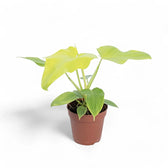 Philodendron bipennifolium 'Golden violin' potted plant in nursery pot on white background.