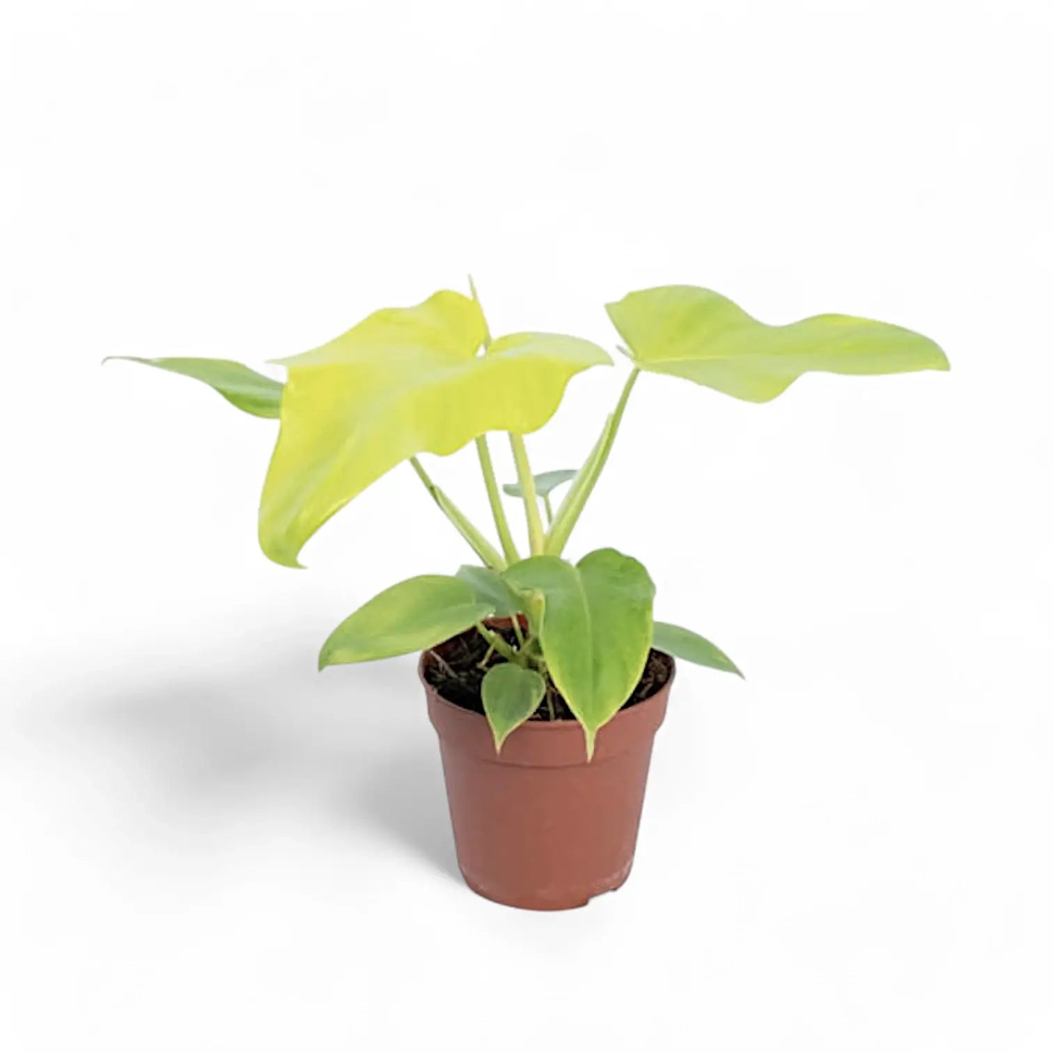 Philodendron bipennifolium 'Golden violin' potted plant in nursery pot on white background.