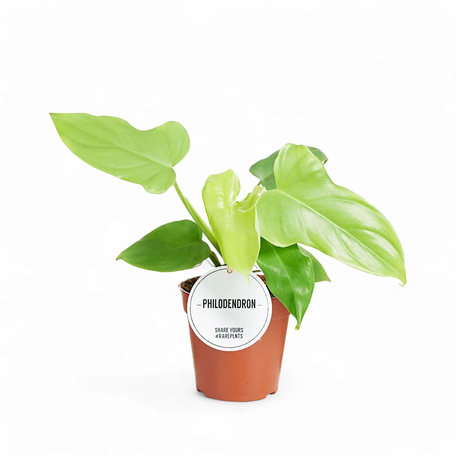 Philodendron bipennifolium 'Golden violin' potted plant in nursery pot on white background.