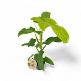 Philodendron bipennifolium 'Golden violin' potted plant in nursery pot on white background.