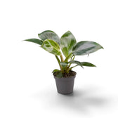 Baby Philodendron ‘Birkin’ in a dark nursery pot with broad green leaves and pale central striping