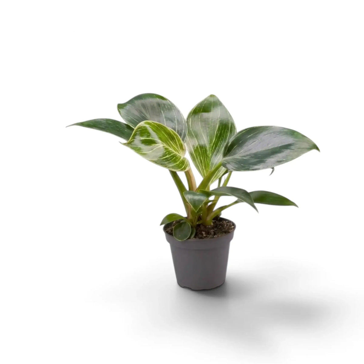 Baby Philodendron ‘Birkin’ in a dark nursery pot with broad green leaves and pale central striping
