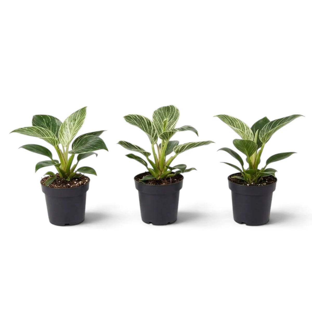 Three baby Philodendron ‘Birkin’ plants in nursery pots with upright cream-pinstriped leaves