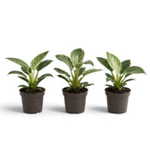 Three baby Philodendron ‘Birkin’ plants in dark nursery pots with upright striped foliage