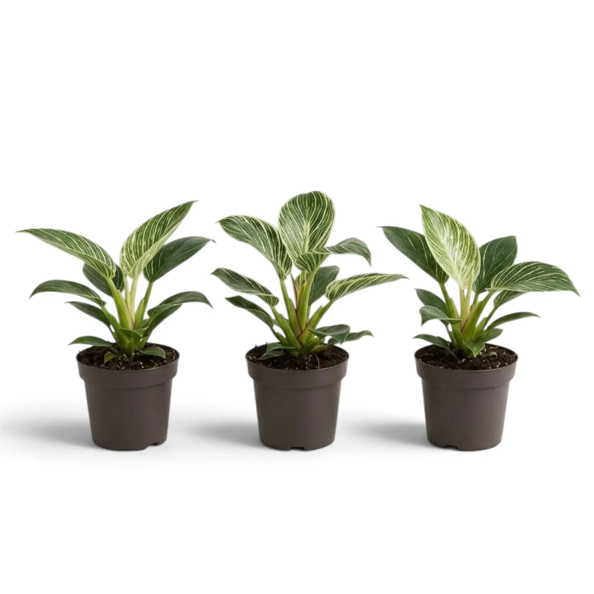Three baby Philodendron ‘Birkin’ plants in dark nursery pots with upright striped foliage