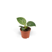 Baby Philodendron ‘Birkin’ in an orange nursery pot with two green leaves marked by pale pinstripes