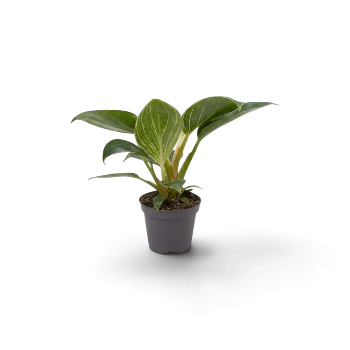 Baby Philodendron ‘Birkin’ in a dark nursery pot with green leaves and fine pale pinstripes