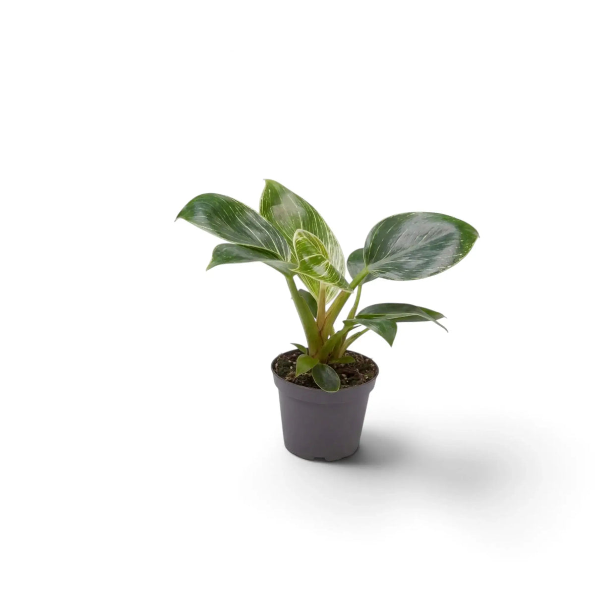 Baby Philodendron ‘Birkin’ in a dark nursery pot with mostly green leaves and light pinstriping