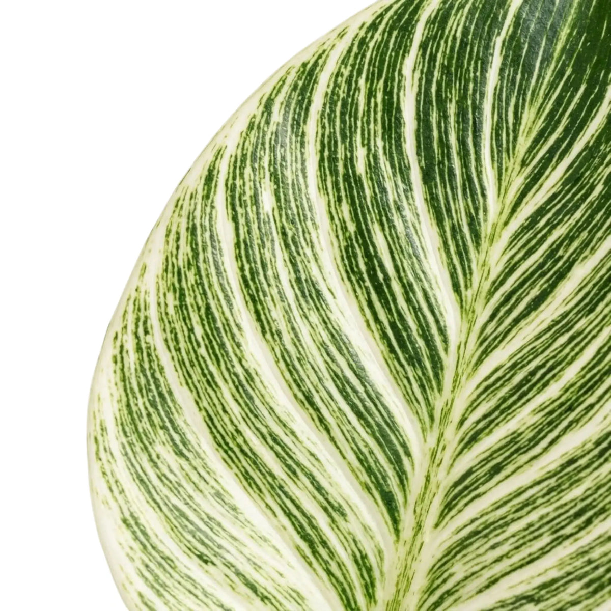 Philodendron ‘Birkin’ close-up showing dense dark green lines across a cream-coloured leaf
