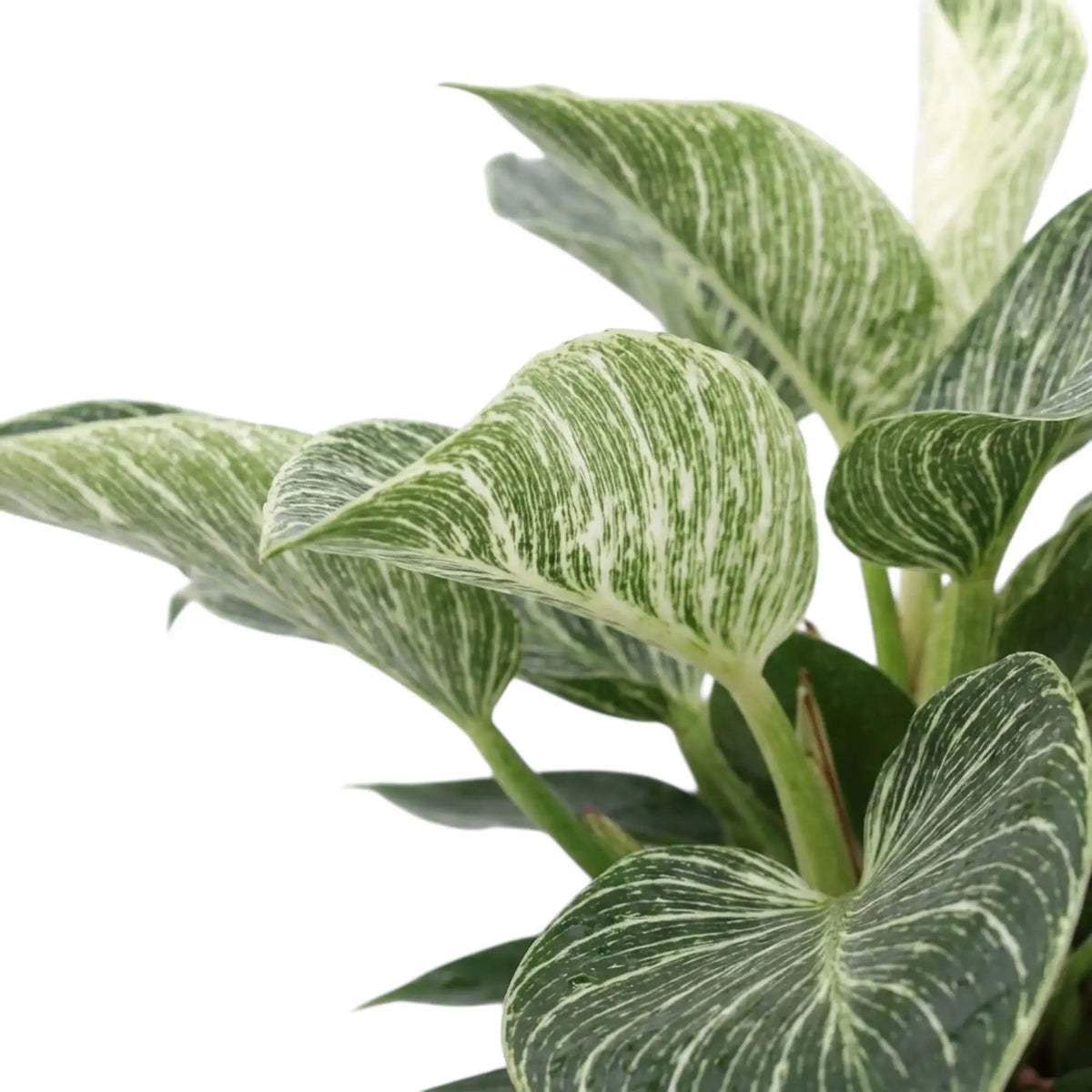 Philodendron ‘Birkin’ foliage close-up with a pale striped leaf among darker green leaves