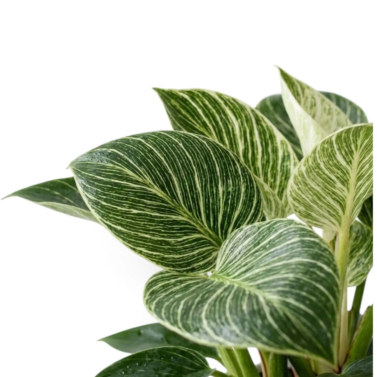 Philodendron ‘Birkin’ foliage close-up with fine cream pinstripes and a pale new leaf